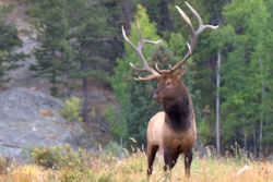 Elk